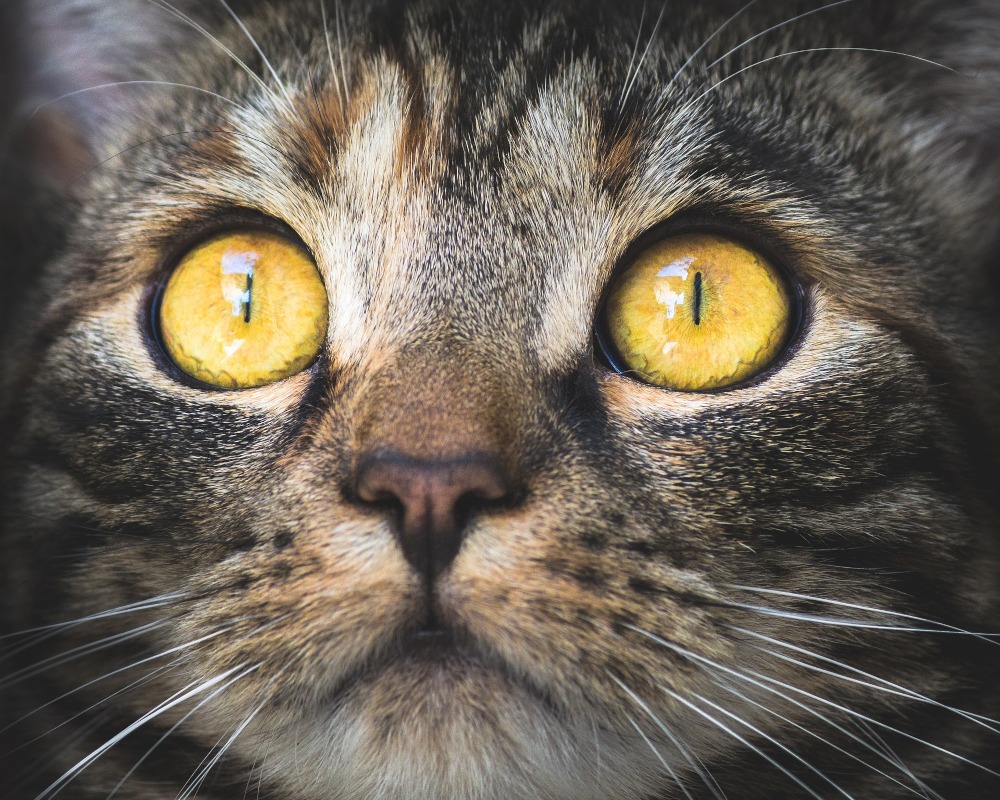cat-face-yellow-eyes