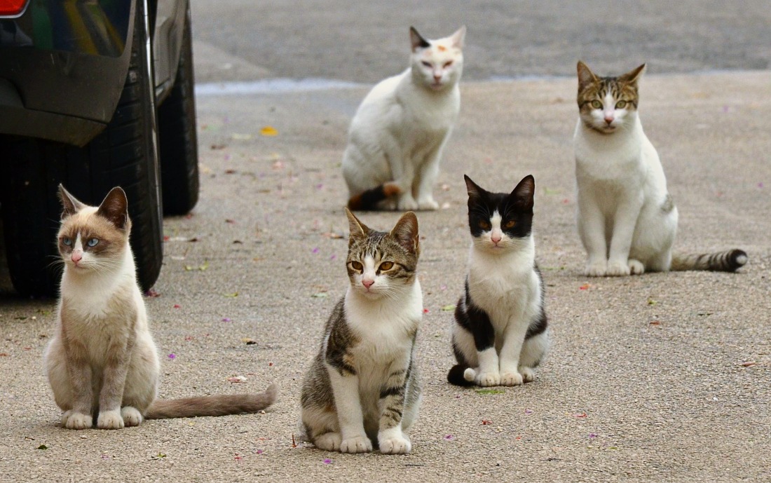 cat-gang