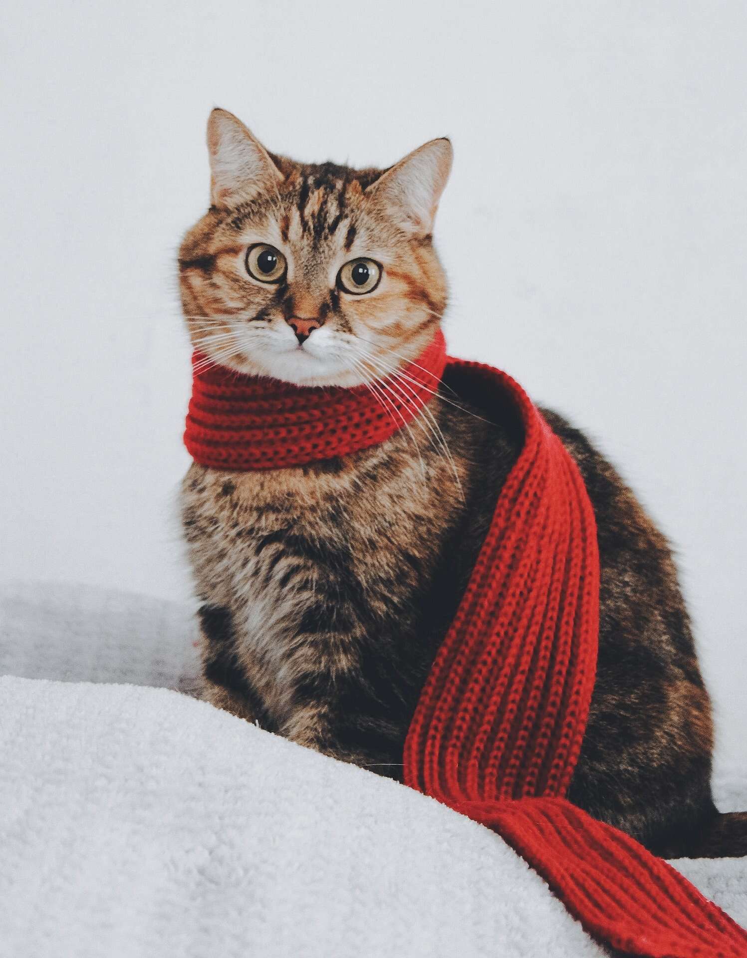 cat-w-scarf