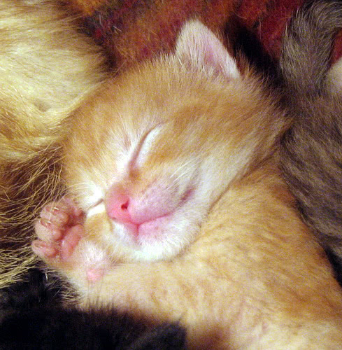 cat  Sleeping kitten