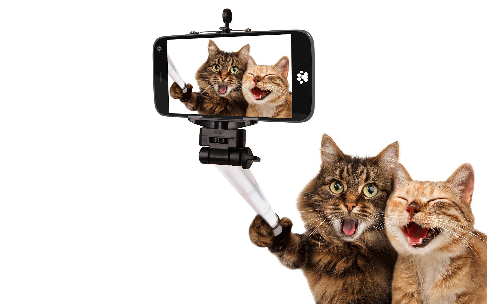 cats-selfie