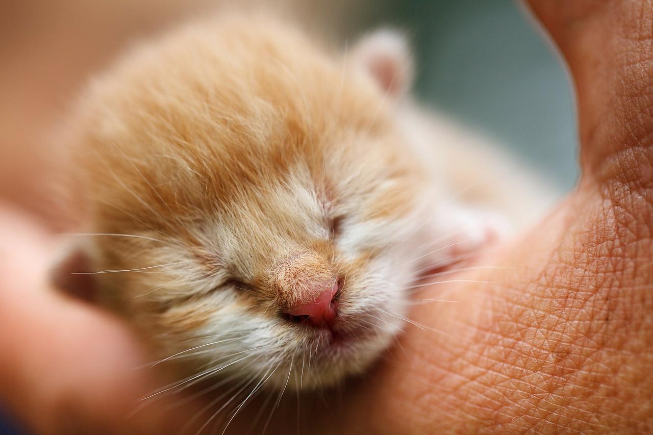 kitten-newborn