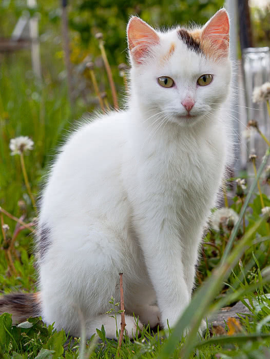 kitten white sitting