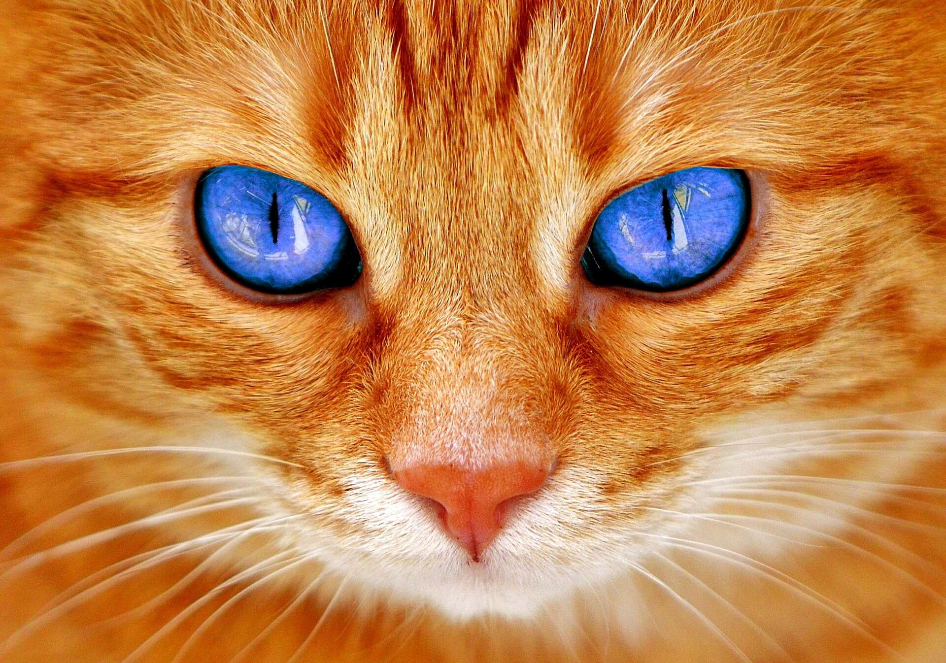 orange-cat-face-blue-eyes