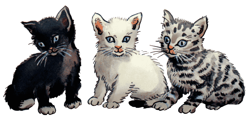 kittens-three