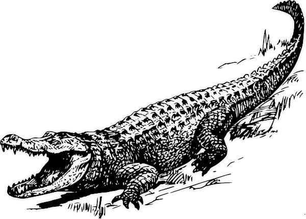 Alligator BW