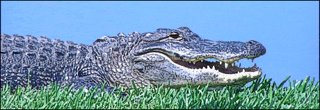Alligator challenged