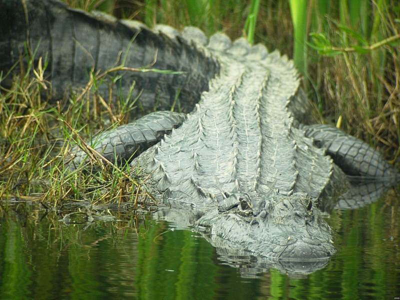 Alligator in Texas