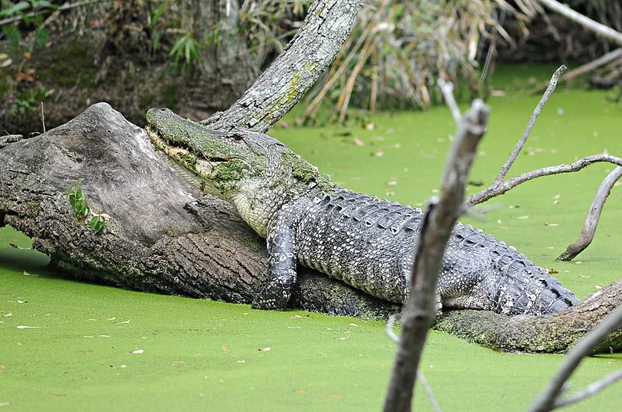 Alligator on tree