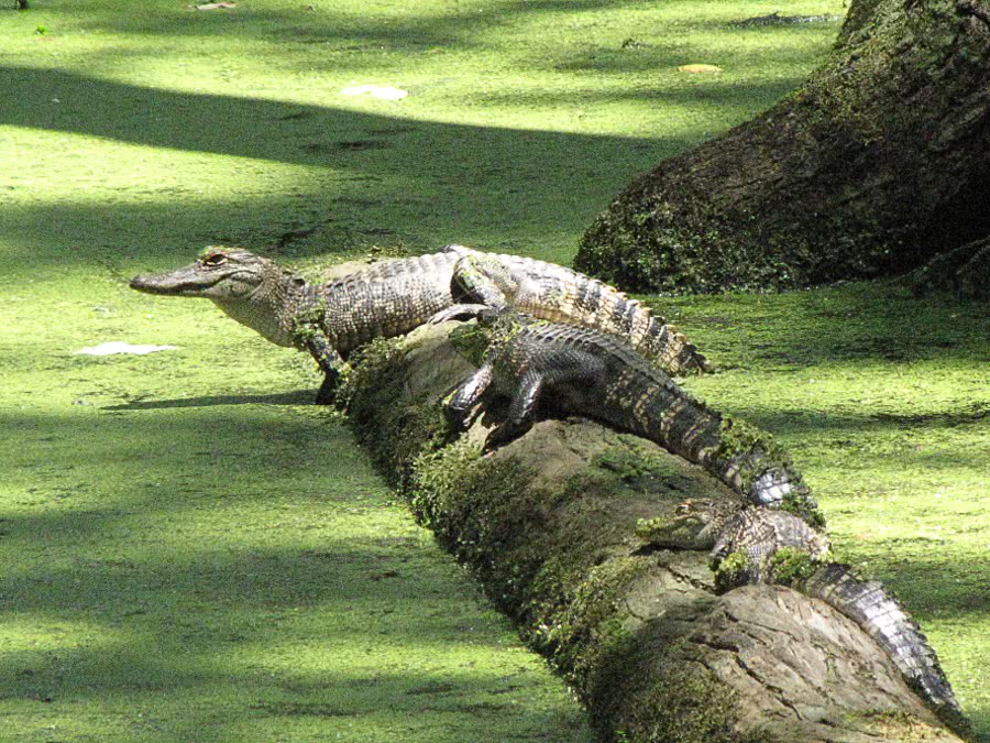 Alligators at Cypress Swamp