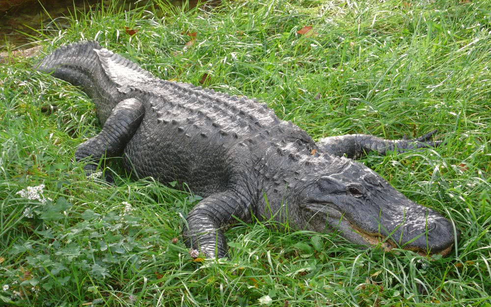 American Alligator  Alligator mississippiensis