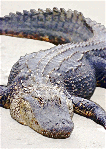 Florida Alligator bolder