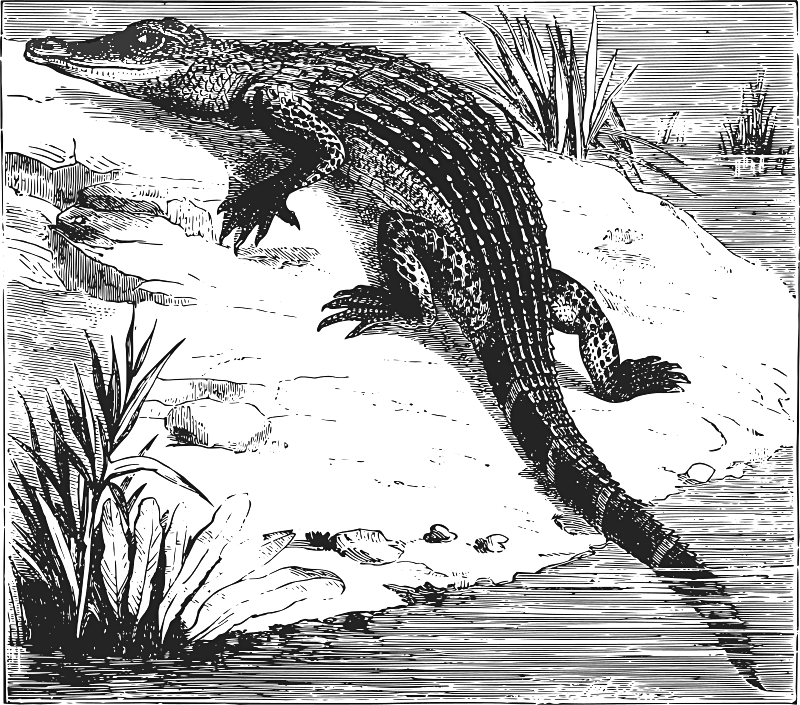 alligator-on-riverbank