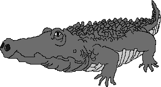 alligator 2