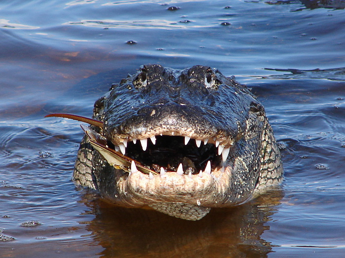 alligator eating