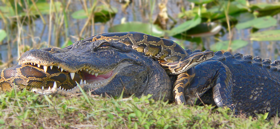 alligator vs python