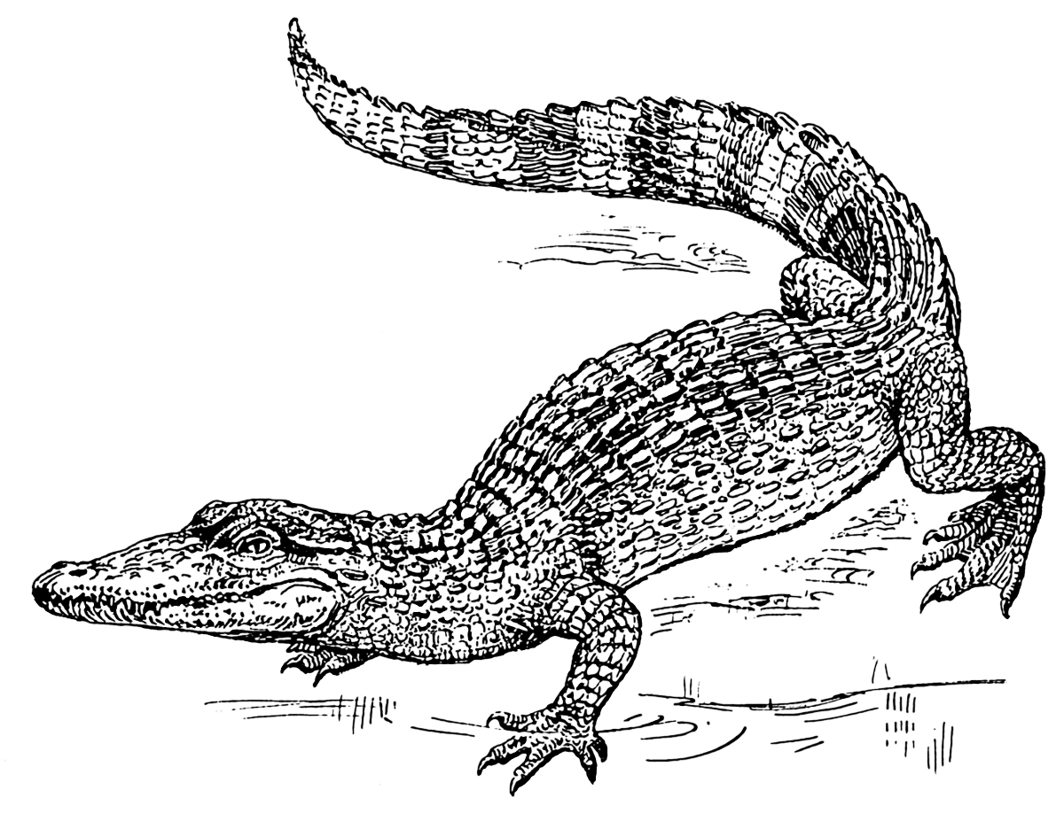 Crocodile large