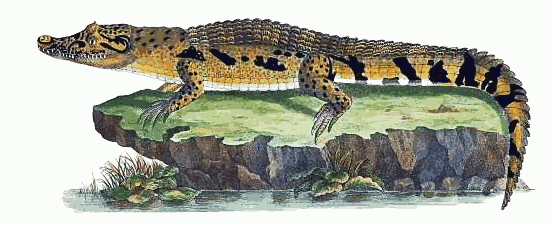 Crocodilus sclerops