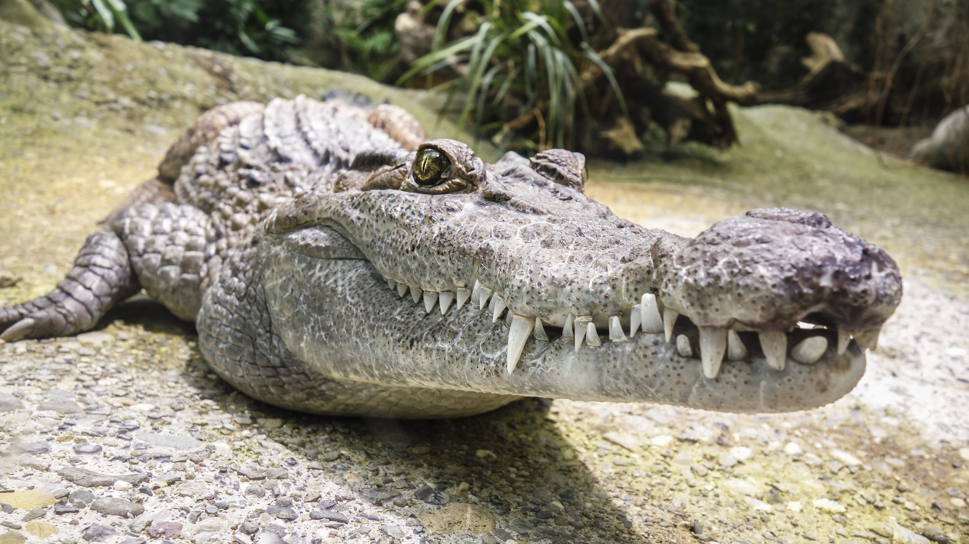 crocodile-closeup