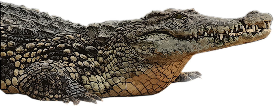 crocodile-isolated