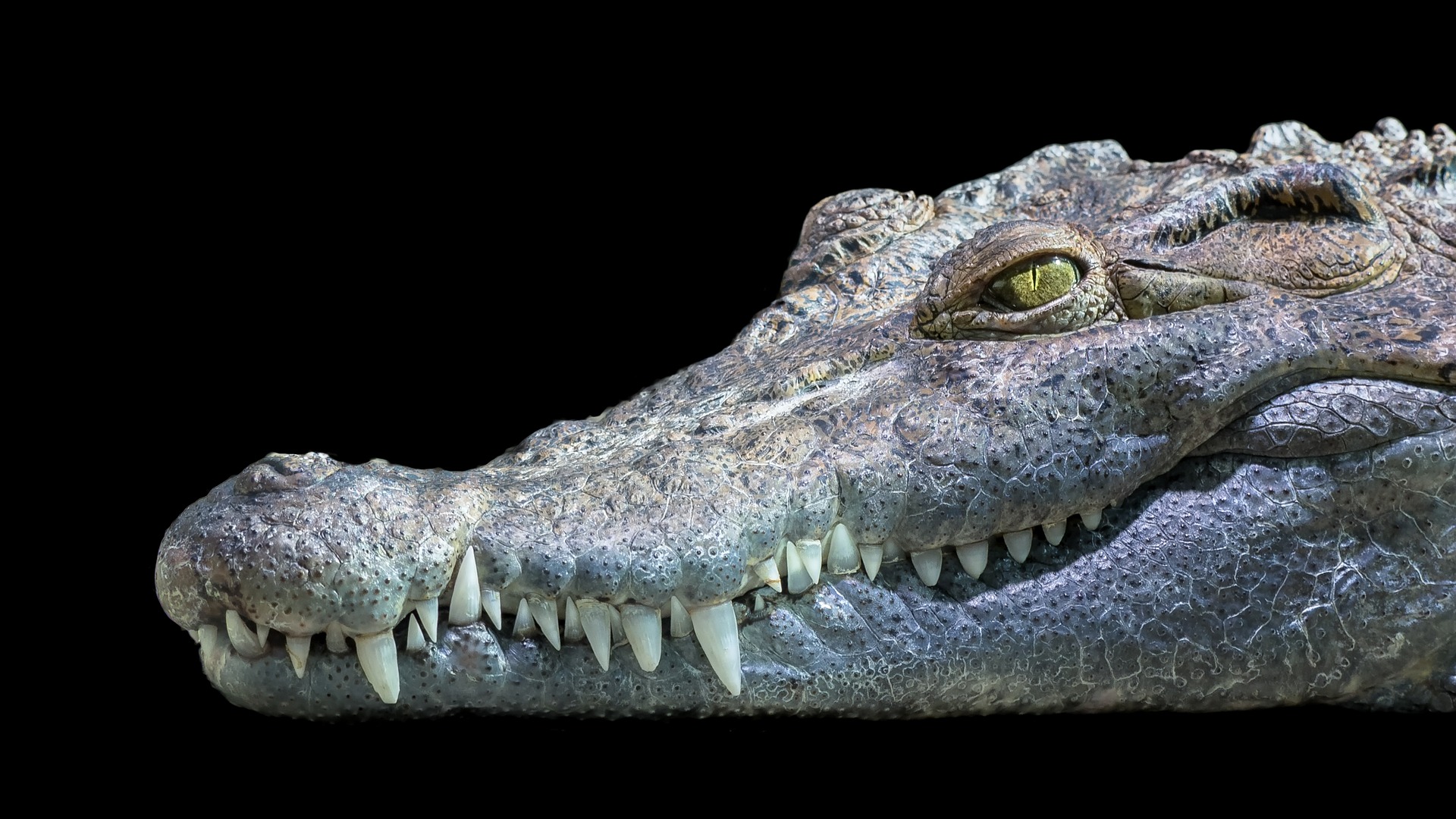 crocodile-teeth