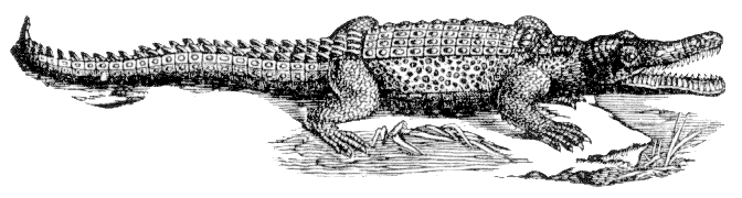 crocodile lineart