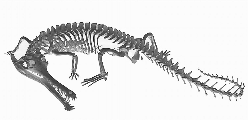 Gavial skeleton