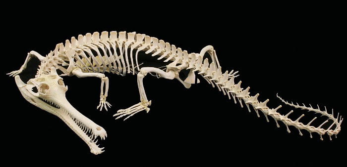 Gavial skeleton dark