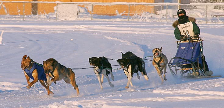 Alaskan sled dogs