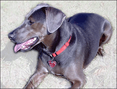 Blue Lacy Game Dog
