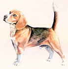 beagle/