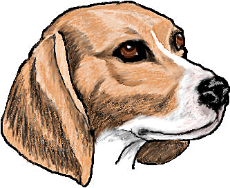 beagle head study
