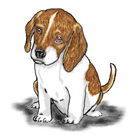 tan beagle