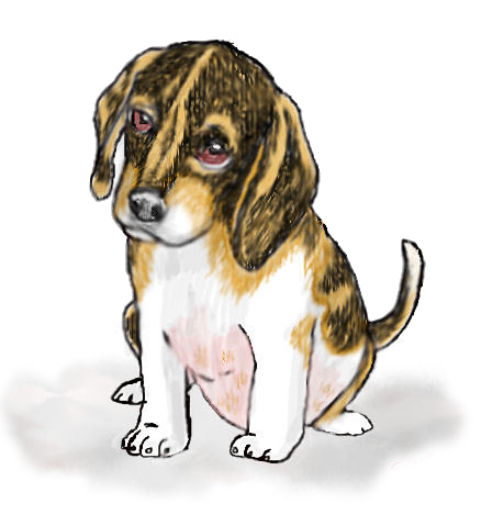 tri-beagle puppy