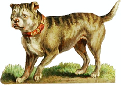 bulldog 3