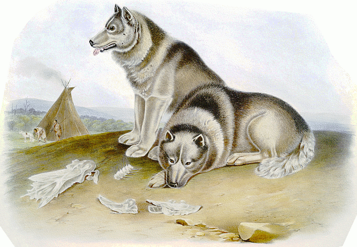 Canadian Eskimo Dog  Canis lupus familiaris