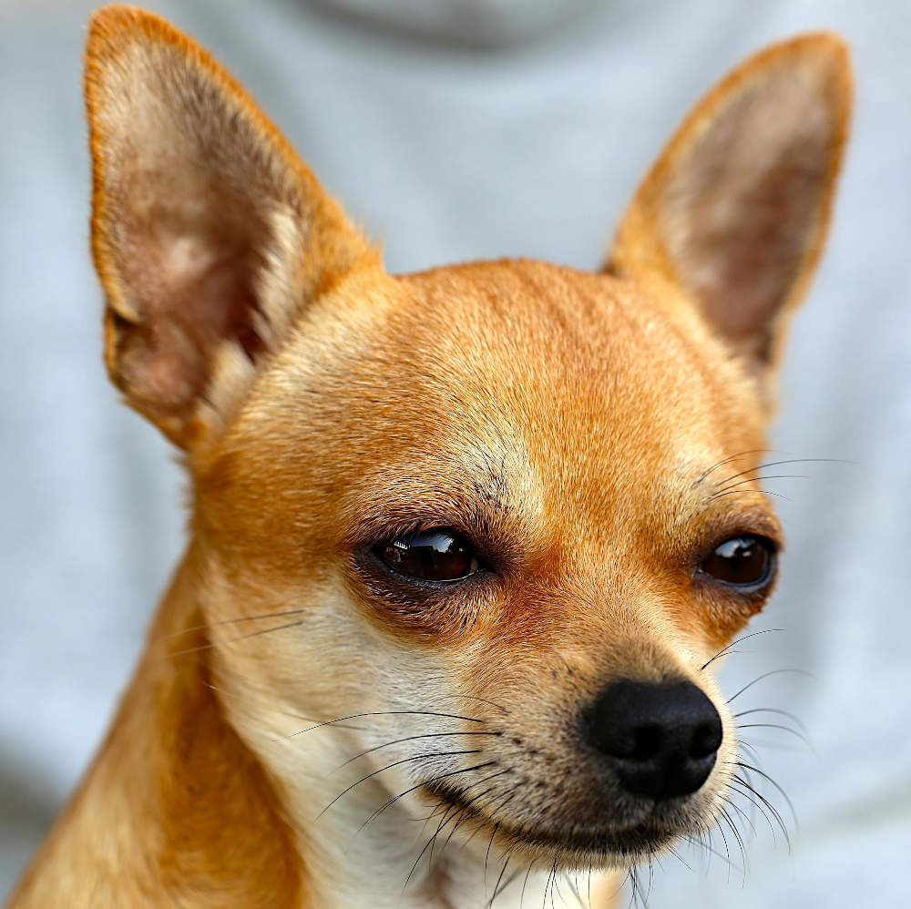 Chihuahua-photo