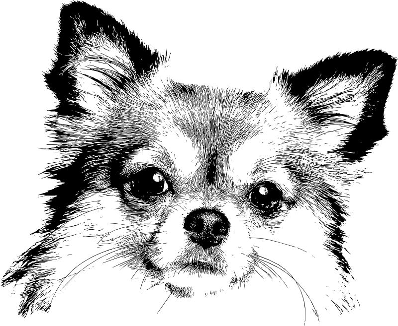 Chihuahua-sketch