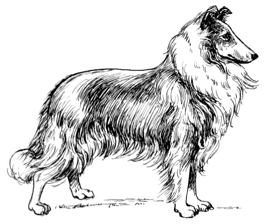 Collie-lineart