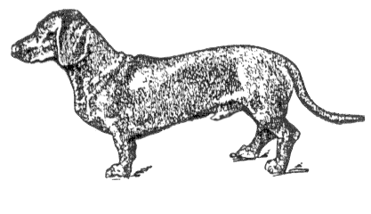 dachshund lineart