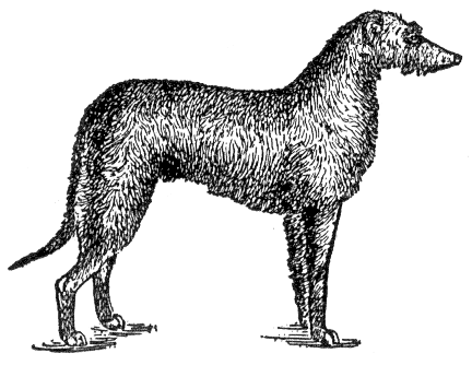 deerhound drawing