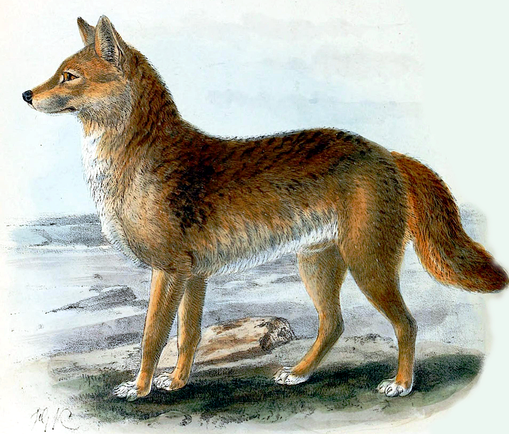 Dingo  Canis familiaris