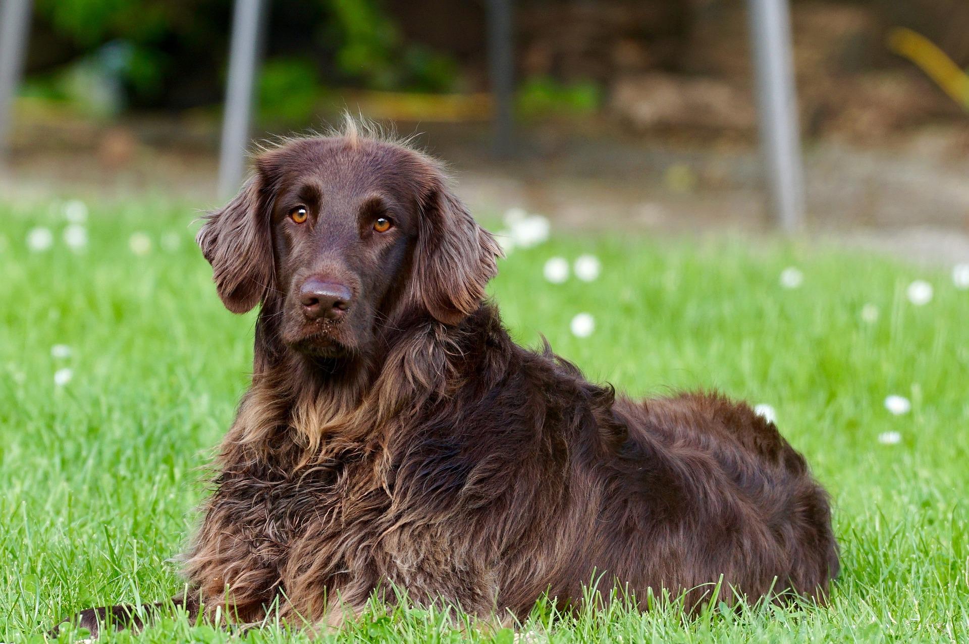 German-Longhaired-Pointer