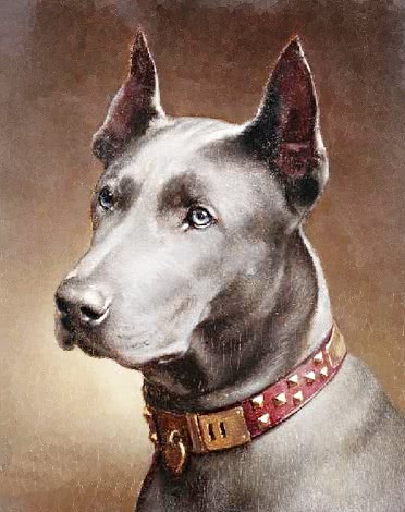 Great Dane portrait