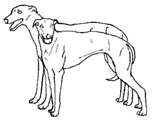greyhound brace outline