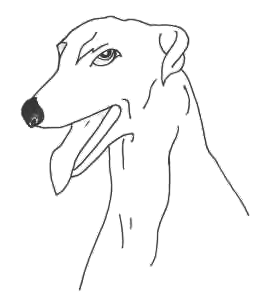 greyhound growly