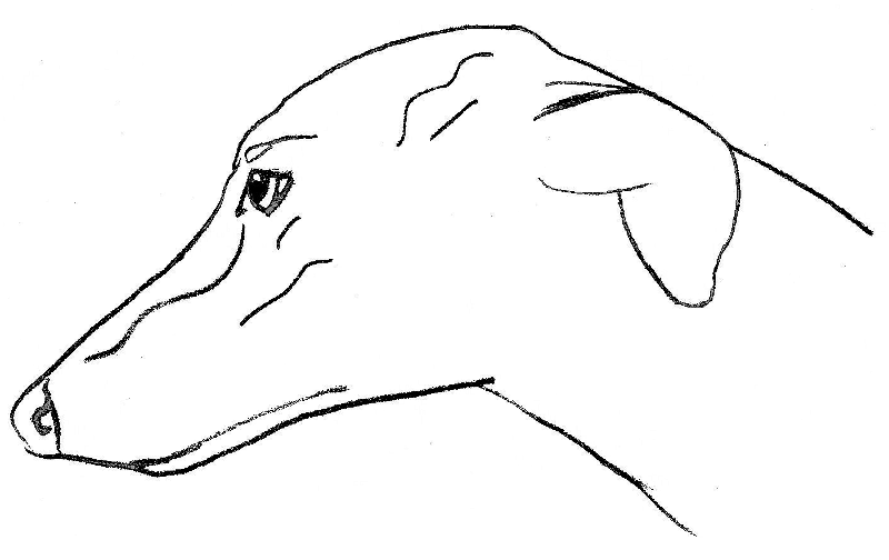 greyhound profile sketch