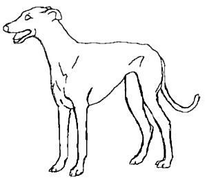 greyhound standing outline