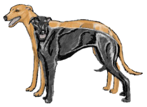 greyhound brace