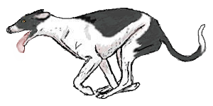 greyhound runner BW